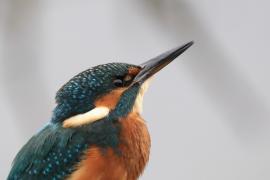 Zimorodek zwyczajny - Common Kingfisher