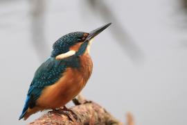 Zimorodek zwyczajny - Common Kingfisher
