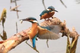 Zimorodek zwyczajny - Common Kingfisher