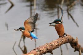 Zimorodek zwyczajny - Common Kingfisher
