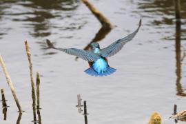 Zimorodek zwyczajny - Common Kingfisher