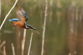 Zimorodek zwyczajny - Common Kingfisher