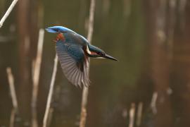 Zimorodek zwyczajny - Common Kingfisher