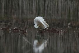 Czapla biała - Western Great Egret