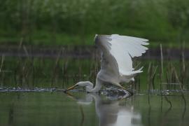 Czapla biała - Western Great Egret