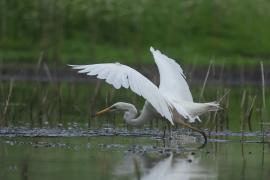 Czapla biała - Western Great Egret