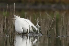 Czapla biała - Western Great Egret