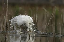 Czapla biała - Western Great Egret