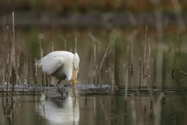 Czapla biała - Western Great Egret