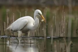 Czapla biała - Western Great Egret