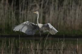 Czapla biała - Western Great Egret