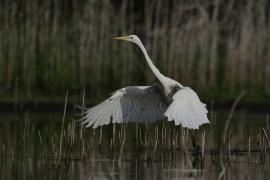 Czapla biała - Western Great Egret