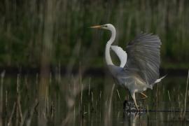 Czapla biała - Western Great Egret