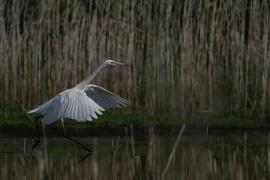 Czapla biała - Western Great Egret