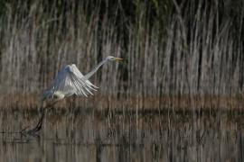 Czapla biała - Western Great Egret