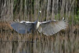 Czapla biała - Western Great Egret