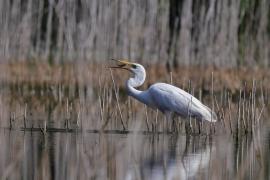 Czapla biała - Western Great Egret