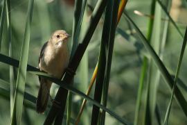 Trzcinniczek - Common Reed Warbler