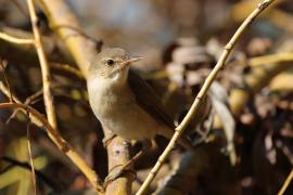 Trzcinniczek - Common Reed Warbler