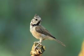 Trzcinniczek - Common Reed Warbler