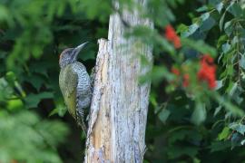 Dzięcioł zielony - Green Woodpecker