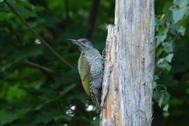 Dzięcioł zielony - Green Woodpecker