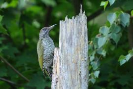 Dzięcioł zielony - Green Woodpecker
