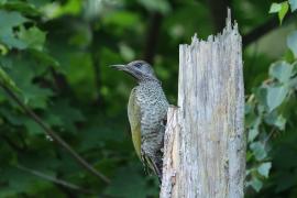 Dzięcioł zielony - Green Woodpecker