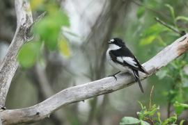 Muchołówka żałobna - Pied Flycatcher