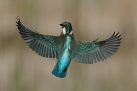 Zimorodek zwyczajny - Common Kingfisher