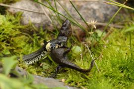 Zaskroniec - Grass snake