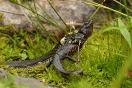 Zaskroniec - Grass snake