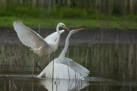 Czapla biała - Western Great Egret
