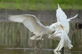 Czapla biała - Western Great Egret