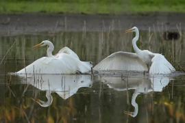 Czapla biała - Western Great Egret