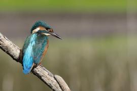 Zimorodek zwyczajny - Common Kingfisher