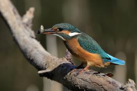 Zimorodek zwyczajny - Common Kingfisher