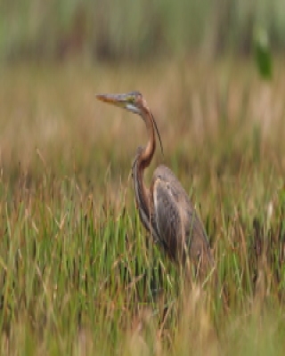 Czapla purpurowa - Ardea purpurea - Purple Heron