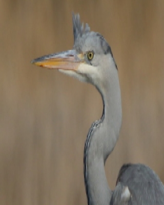Czapla siwa - Ardea cinerea- Grey Heron