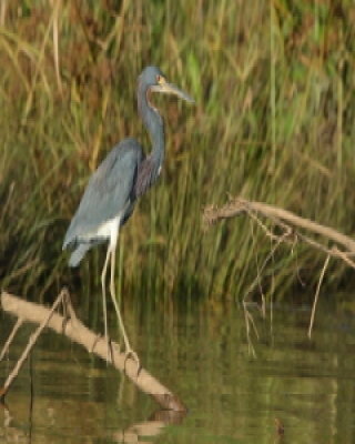 Czapla trójbarwna - Egretta tricolor - Tricolored Heron