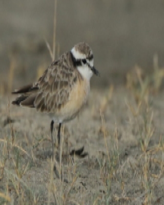 Sieweczka piaskowa - Charadrius pecuarius - Kittlitz's Plover