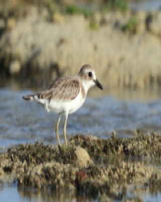 Sieweczka pustynna - Charadrius leschenaultii - Greater Sand Plovers