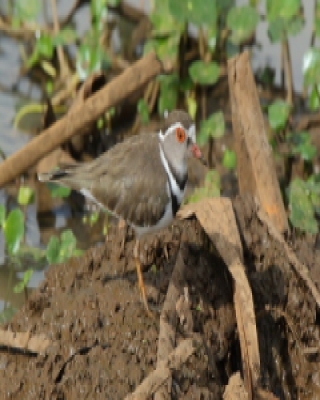 Sieweczka śniada - Charadrius tricollaris - Three-banded Plover
