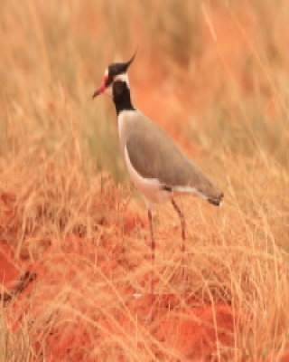 Czajka czarnoczuba - Vanellus tectus - Black-headed Lapwing