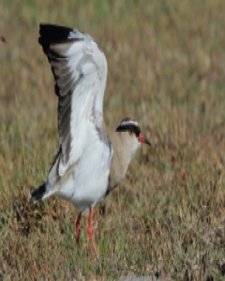 Czajka koroniasta - Vanellus coronatus - Crowned Lapwing