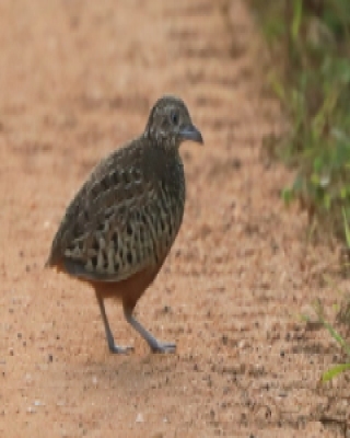 Przepiórnik prążkowany - Turnix suscitator - Barred Buttonquail