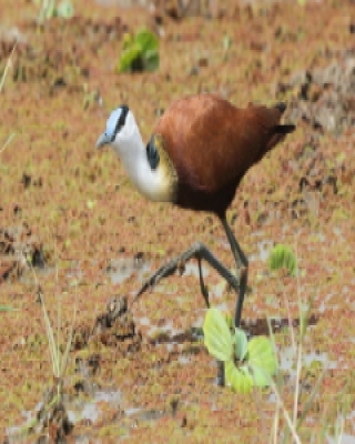 Długoszpon afrykański - Actophilornis africanus - African Jacana