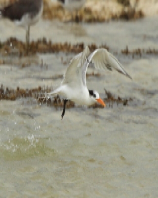 Rybitwa bengalska - Thalasseus bengalensis - Lesser Crested Tern
