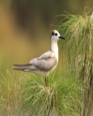 Rybitwa białowąsa - Chlidonias hybrida - Whiskered Tern