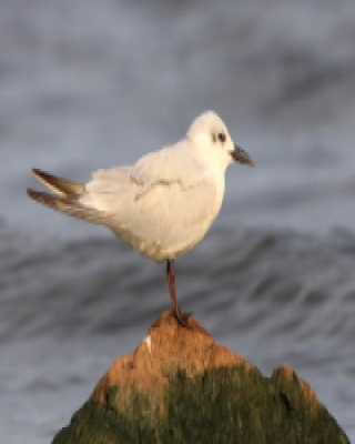 Rybitwa krótkodzioba - Gelochelidon nilotica - Gull-billed Tern